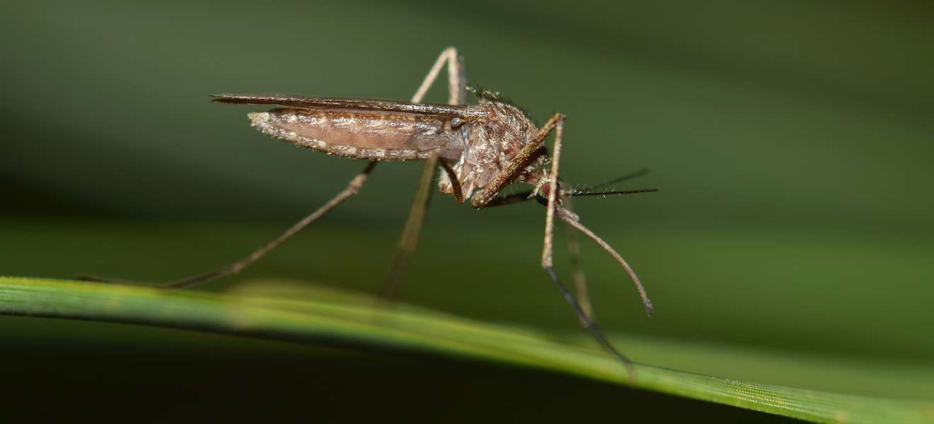 Stechmücken übertragen das gefährliche West-Nil-Virus.