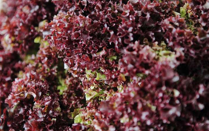Matcha-Rosmarin-Filet an fruchtigem Salat