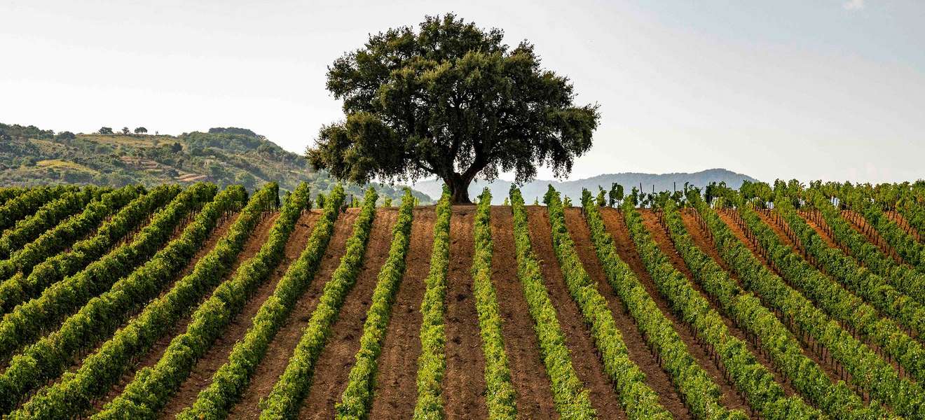Der Weinbau auf Sizilien hat jahrtausendealte Tradition.