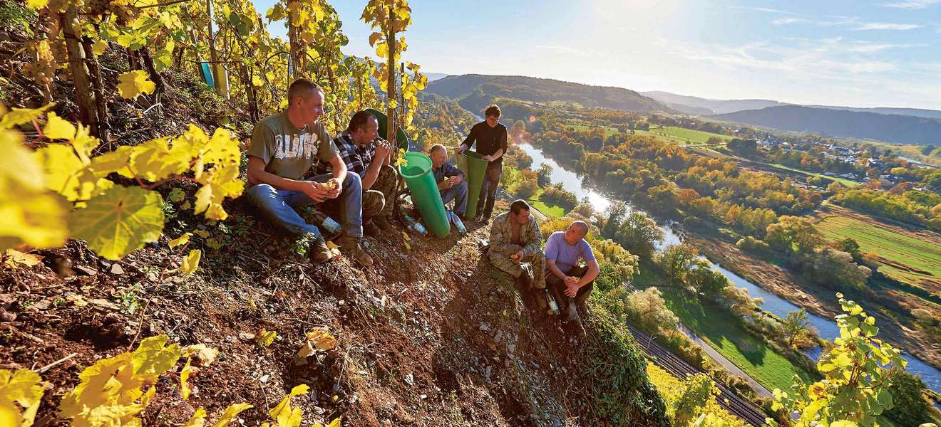 Das Weingut Van Volxem bewirtschaftet gut 85 Hektar bester Schiefersteillagen in fast allen Tälern der Saar. Die Jahresproduktion beläuft sich auf mehr als 600.000 Flaschen Wein. 