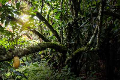Dieser Kakaobaum der Ursorte Nacional ist über 100 Jahre alt.