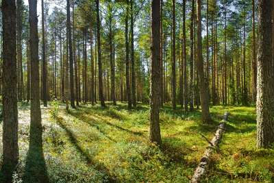 Pilze Wald