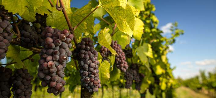 Die ökologische Auswirkungen der Weinproduktion rücken stärker in den Mittelpunkt.
