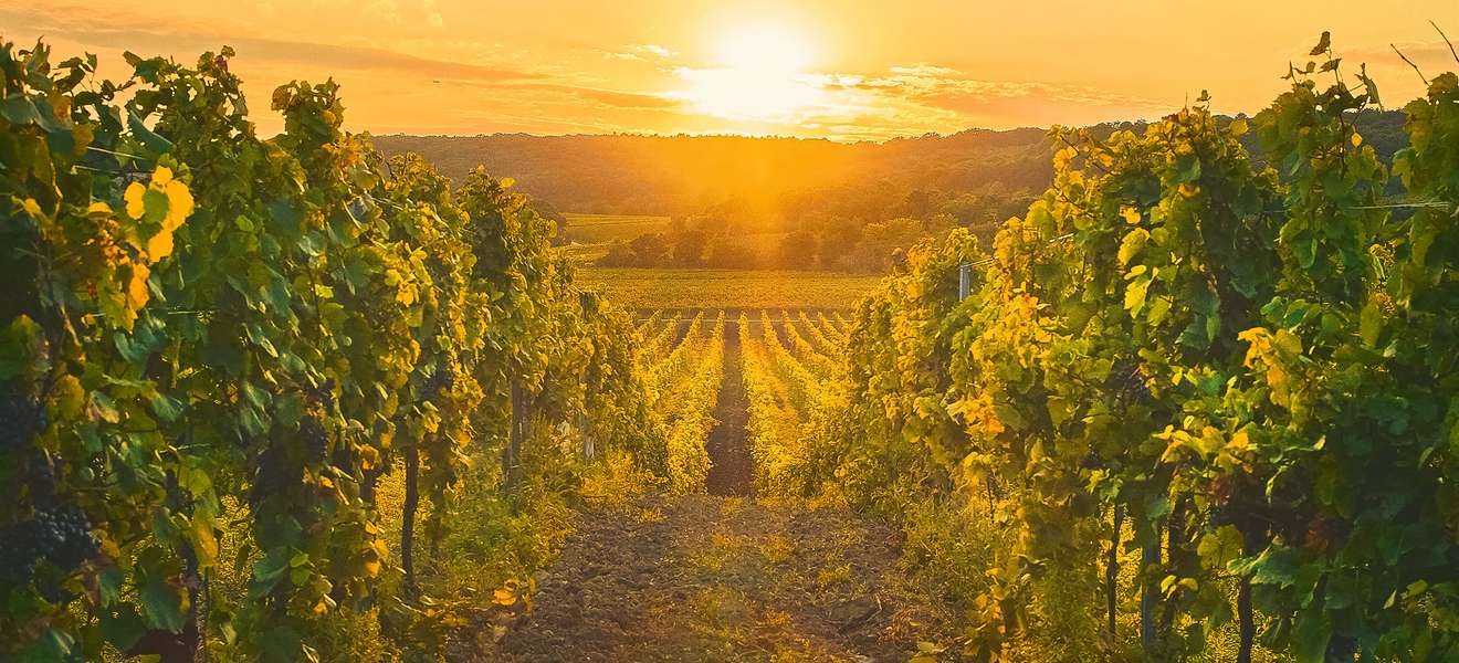 Die sonnenverwöhnten Hänge am Leithaberg bringen im Zusammenspiel mit dem Klima am Neusiedler See beste Weinqualitäten hervor.